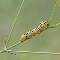Papilio machaon